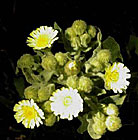 photo de l'andryale sinueuse, Andryala integrifolia